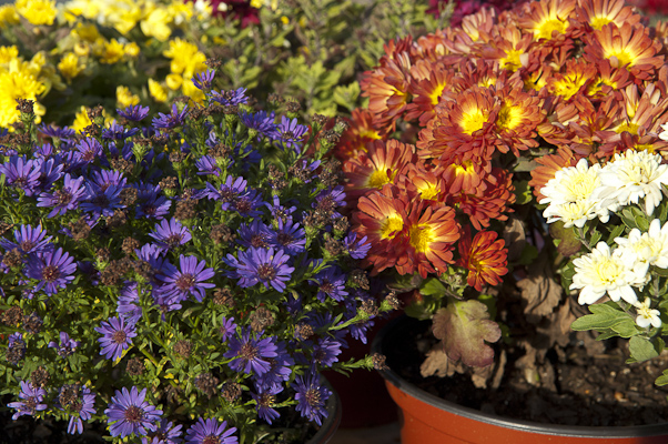 Fall flowers