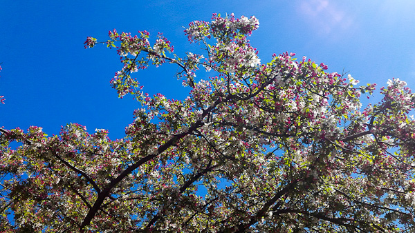 Pear tree in bloom