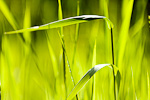 Grass, lit from behind