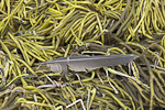 Dark feather on stringy green seaweed