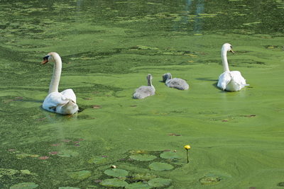 Swans and cygnets