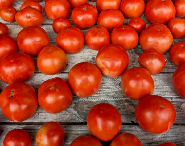 tomatoes