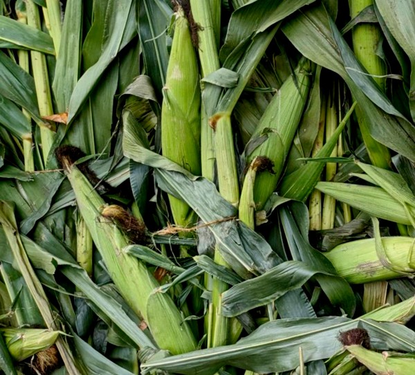 Fresh corn, picked in the morning, enjoyed at dinner time.