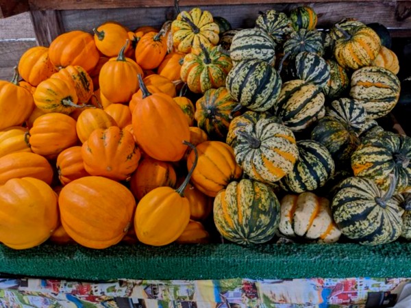various kinds of squash